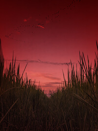 A rice paddy, and a red sky upon the horizon.